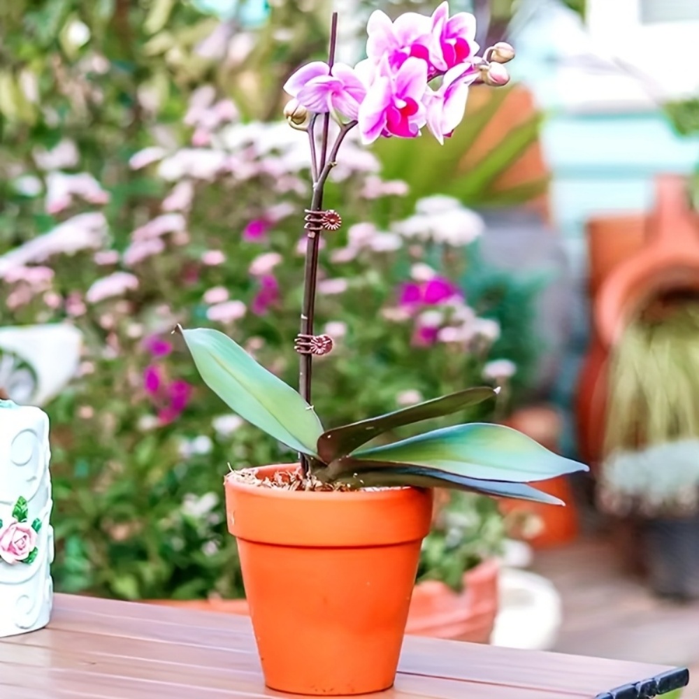 100 Buah Klip Tanaman Anggrek  - Indoor Herb Garden ulasan dan harga