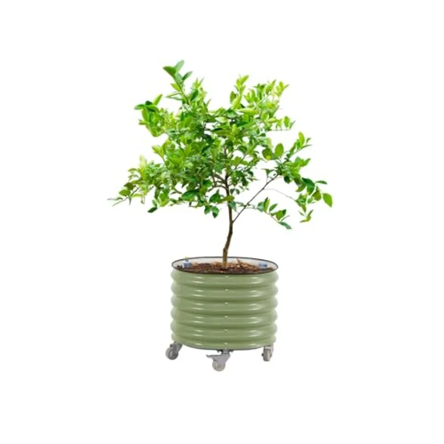 Pot Tanaman Pohon Jeruk Model  - Self Watering Planter ulasan dan harga