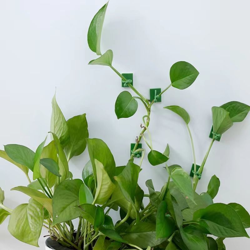 Klip Perekat Tanaman Merambat  - Indoor Herb Garden ulasan dan harga