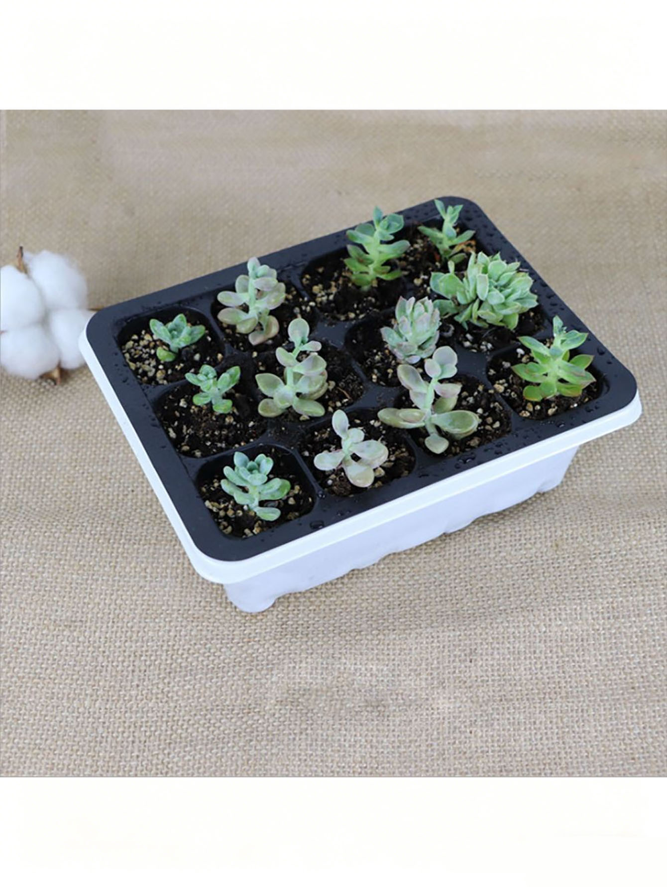 1/2pc Baki Bibit 6/12 Lubang,  - Seed Starter Tray ulasan dan harga